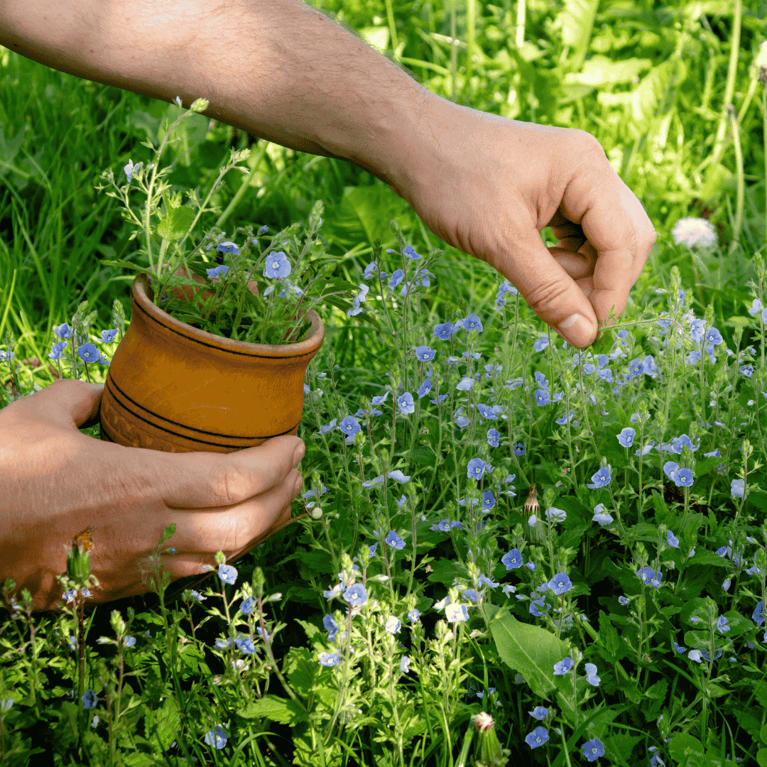 گیاه هوم پخش عمده گیاه دارویی هوم در مشهد جلالیه